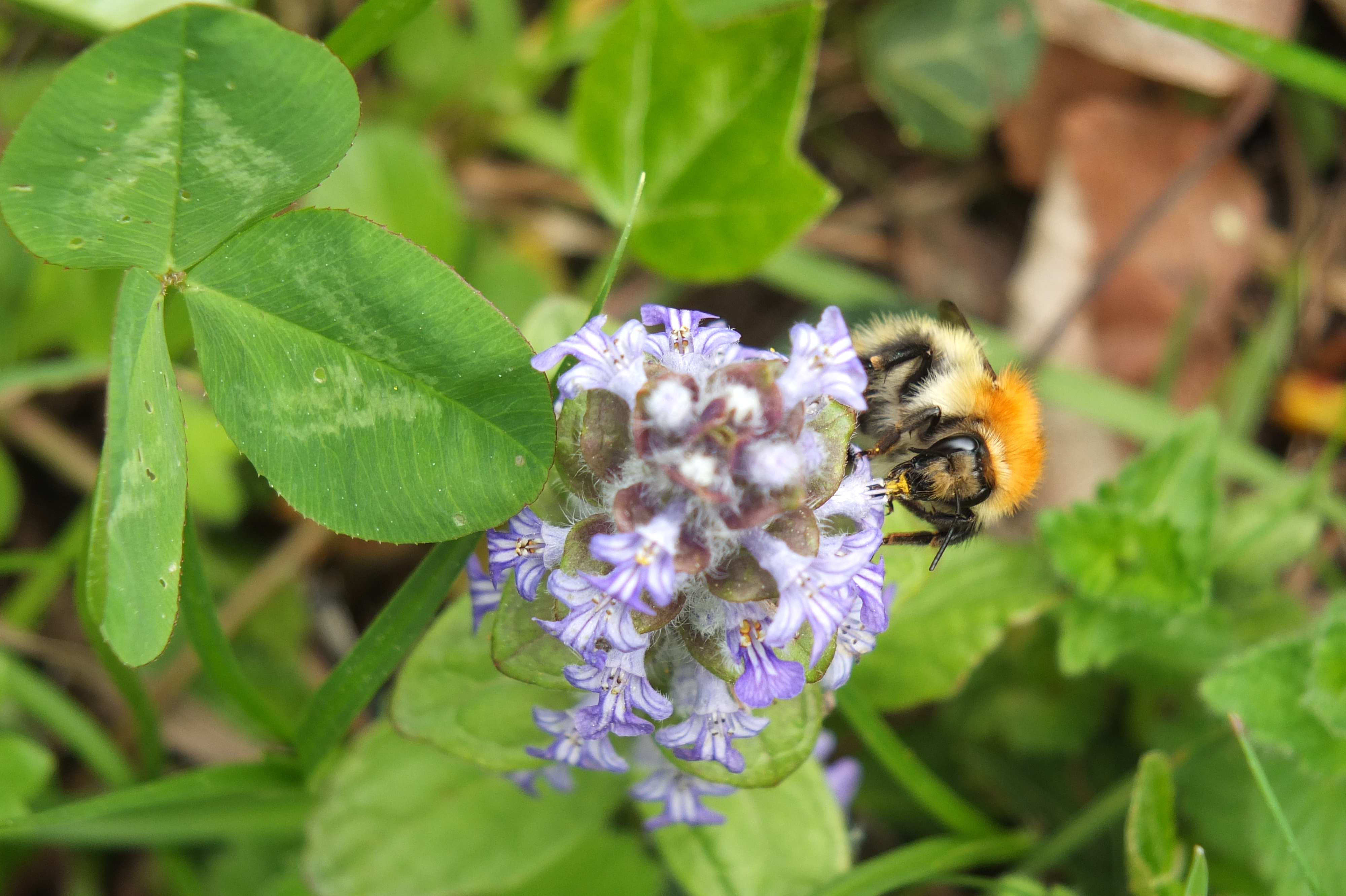 Au coeur des fleurs : le ballet des pollinisateurs.